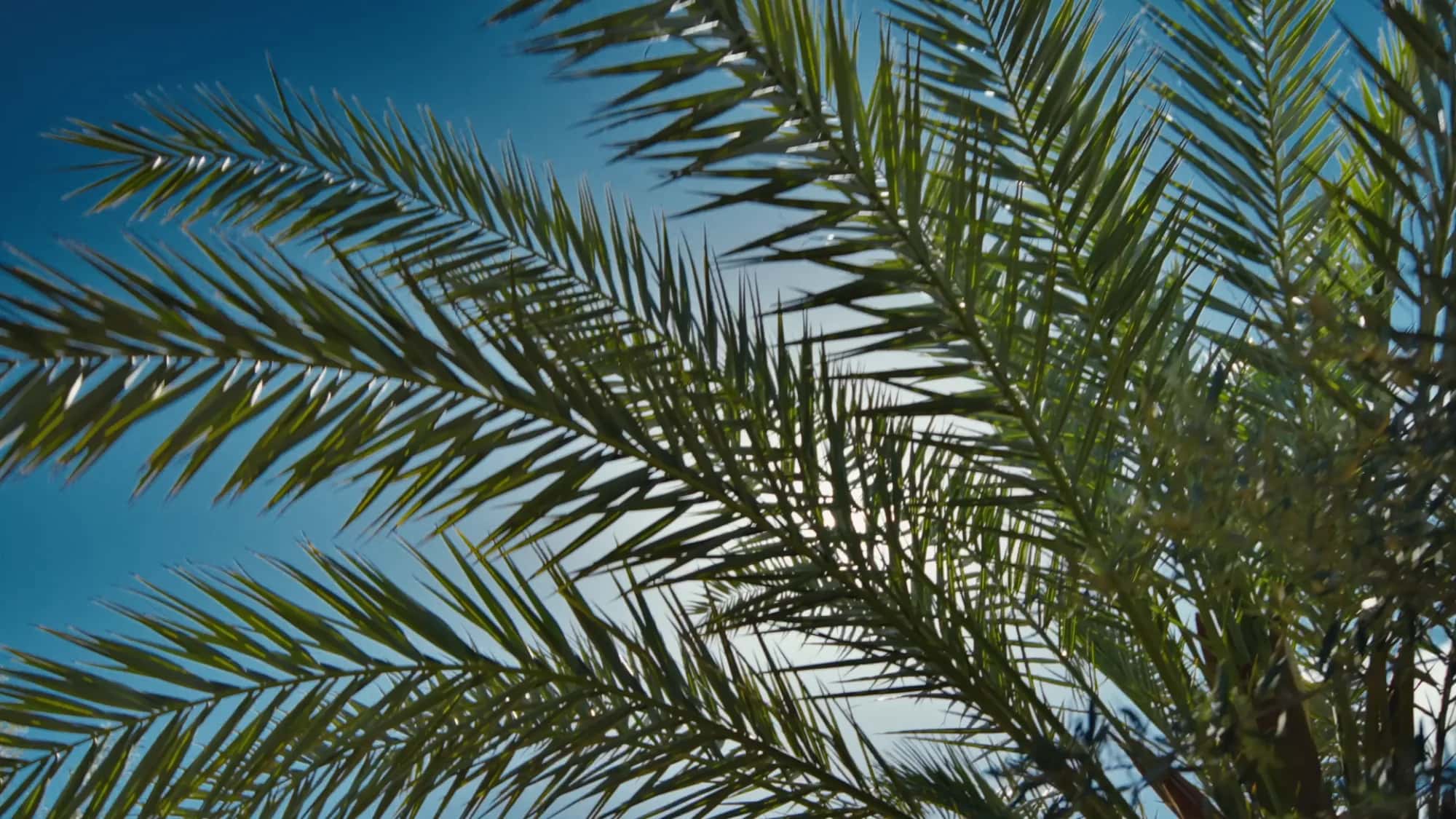 Date palm fronds in the Villa Yemna garden in Marrakech against a deep blue sky.