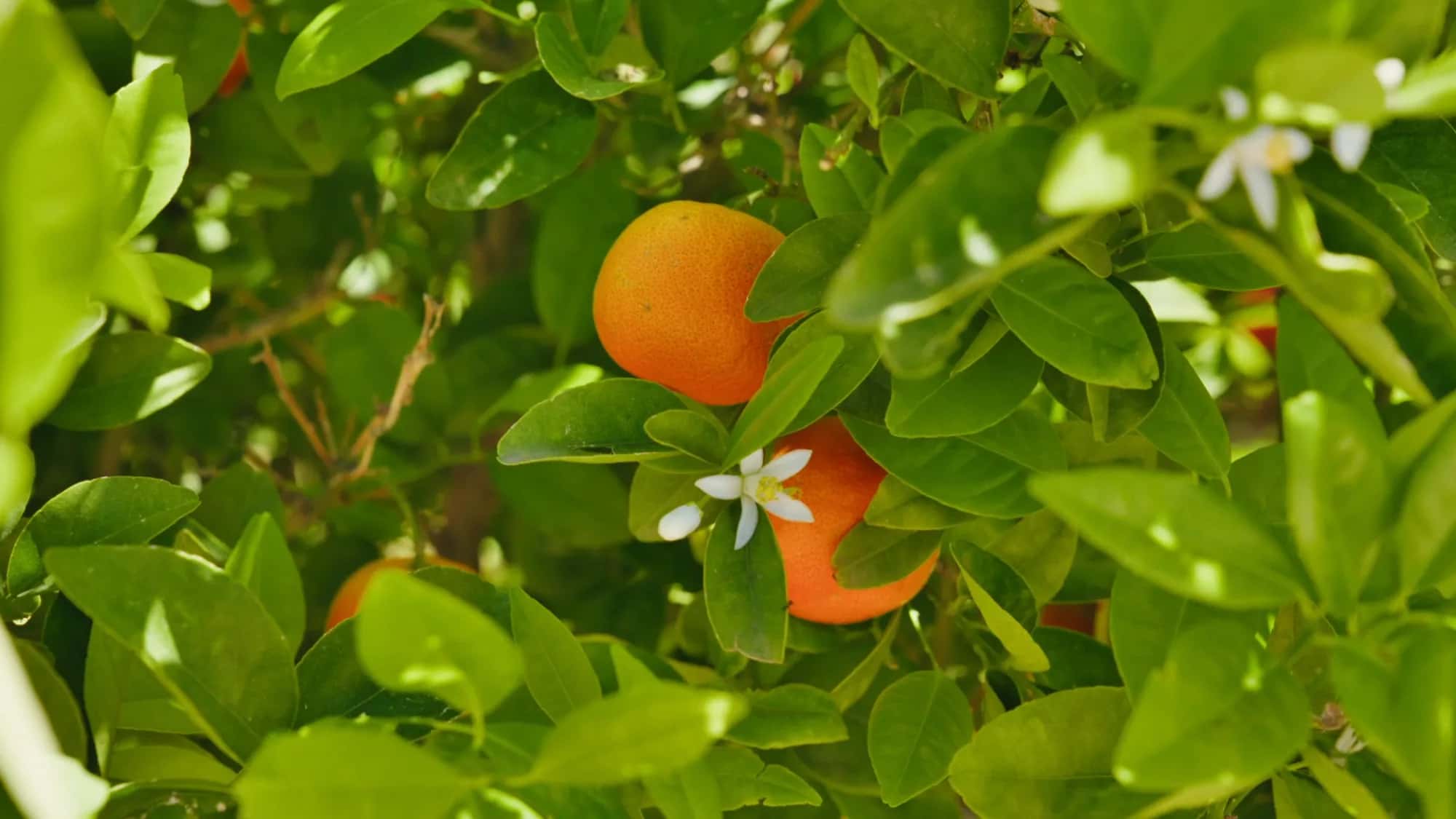 Detail of an orange tree at the Villa Yemna estate in Marrakech with ripe oranges and fragrant white orange blossom.