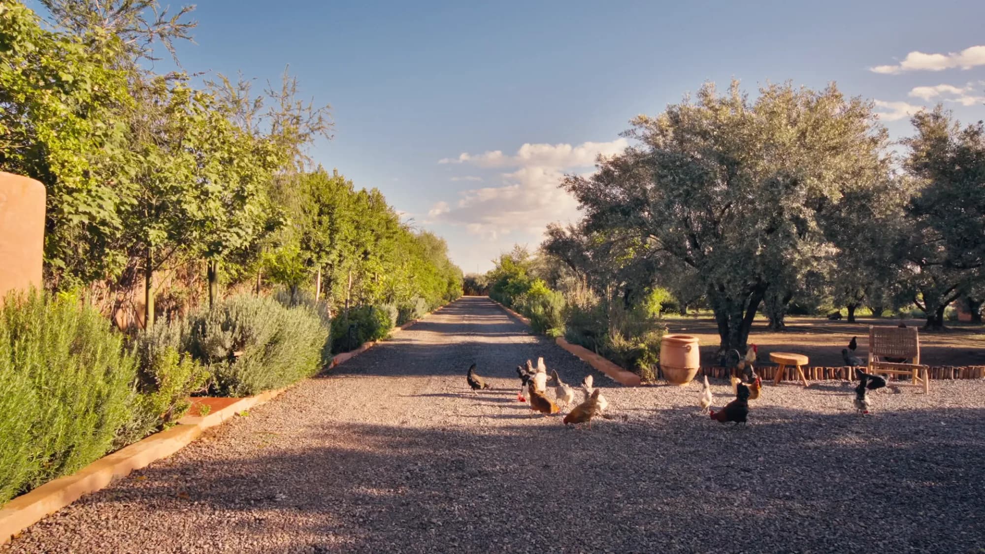 Gravel driveway at the Villa Yemna estate in Marrakech with free-roaming chickens, olive trees, a bench and a decorative amphora.